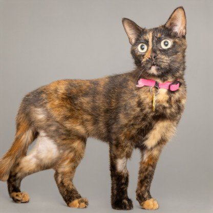 SHEBA Image