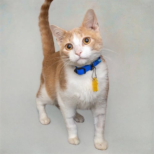 BUFFY - Domestic Short Hair available for adoption