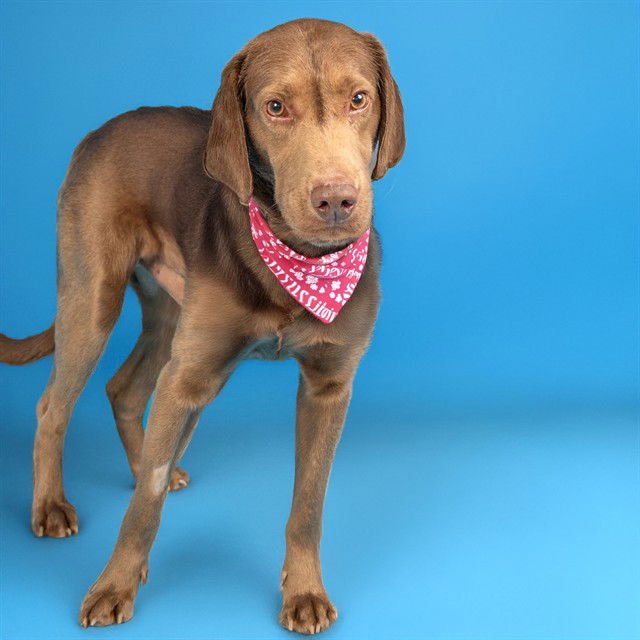 RYDER - Labrador Retriever available for adoption