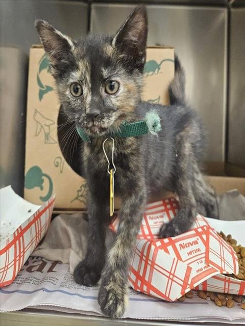 BLUEBERRY - Domestic Short Hair available for adoption