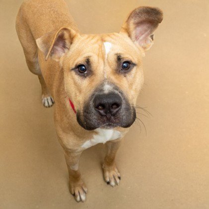 GIMLI - Pit Bull Terrier available for adoption
