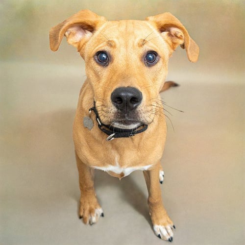 SUKI - Labrador Retriever for adoption in St. Louis