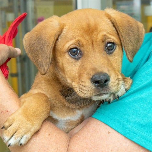 SUKI - Labrador Retriever available for adoption