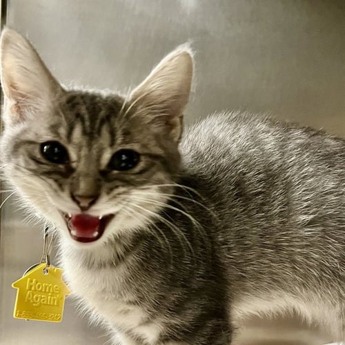 CAMILLA - Domestic Short Hair available for adoption