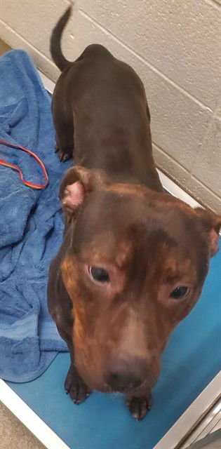 HERSHEY - Pit Bull Terrier available for adoption