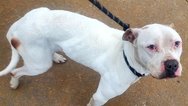 SENNA - Pit Bull Terrier available for adoption