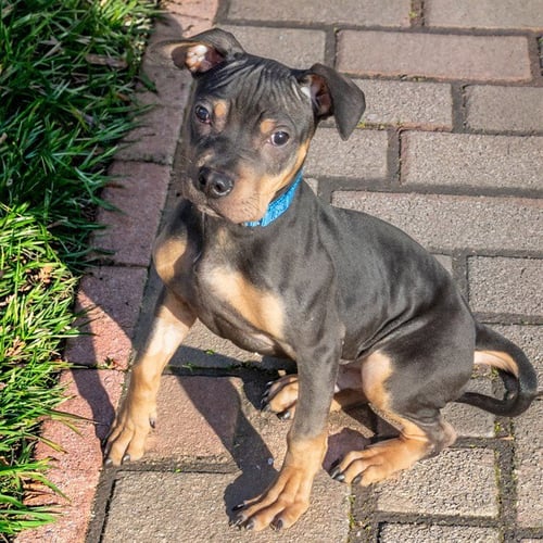 BRUNO - Pit Bull Terrier available for adoption