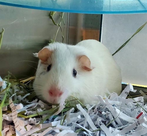 LEFT EYE - Guinea Pig available for adoption