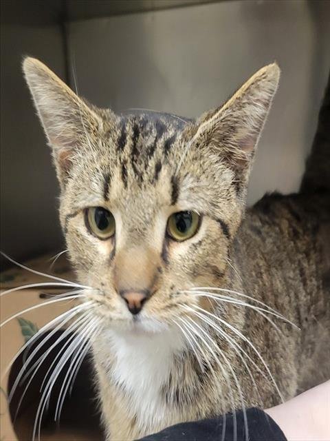 MOOSE - Domestic Short Hair available for adoption