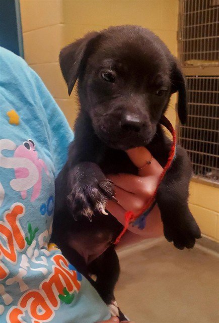 CHARLOTTE - Labrador Retriever available for adoption