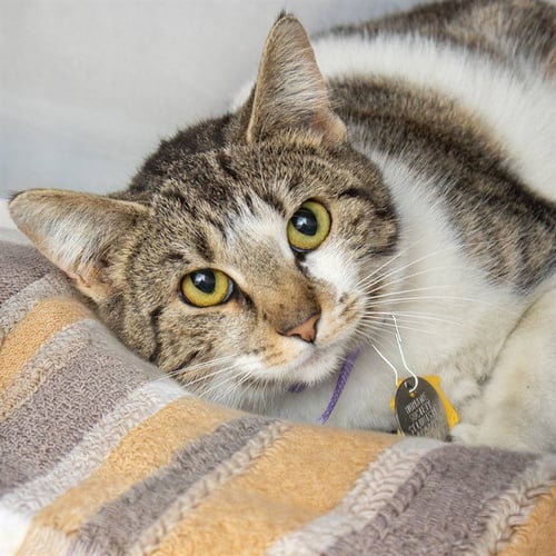 HELENA - Domestic Short Hair for adoption in St. Louis