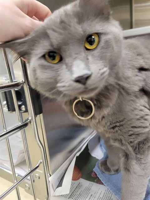 SPLASH - Domestic Medium Hair available for adoption