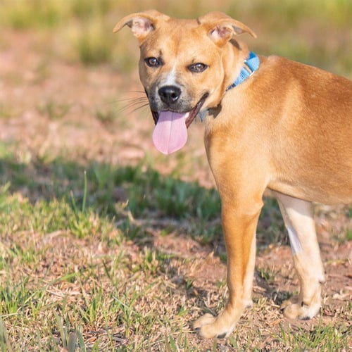 AQUAFINA - Labrador Retriever available for adoption