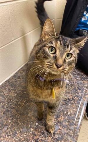 MOON - Domestic Short Hair available for adoption