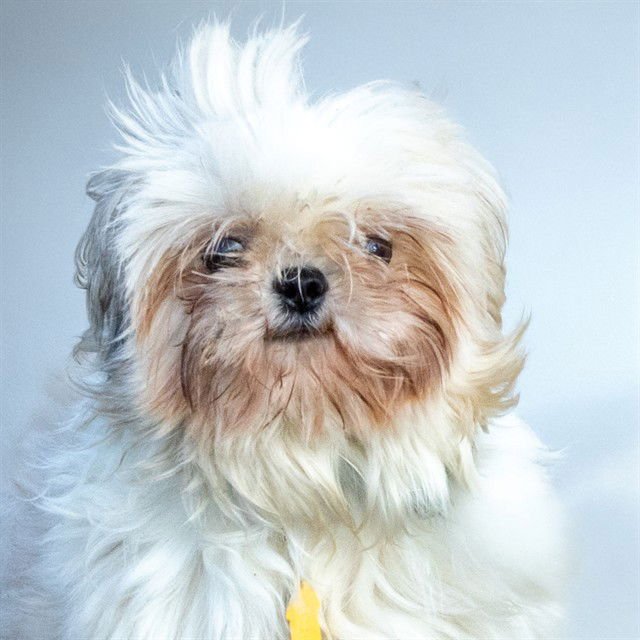 STELLA - Shih Tzu available for adoption