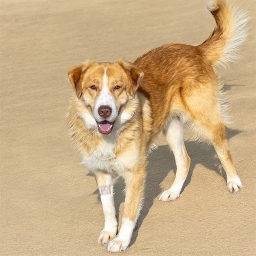 FIGARO - Great Pyrenees available for adoption