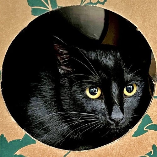LEGOLAS - Domestic Short Hair available for adoption