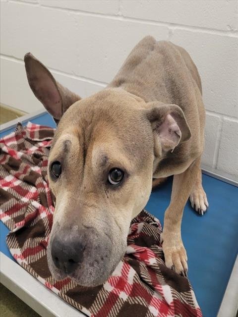 CELTIC - Pit Bull Terrier available for adoption