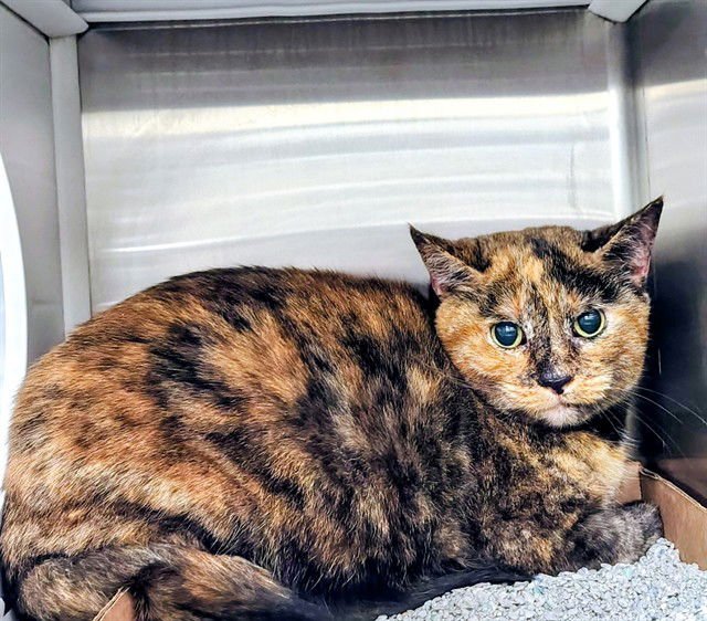 MEI - Domestic Short Hair available for adoption