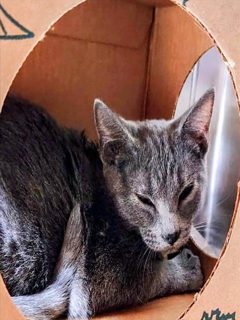 HI HAT - Domestic Short Hair available for adoption