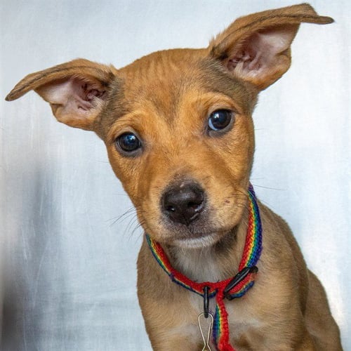 TULIPS - Siberian Husky / Doberman Pinscher available for adoption