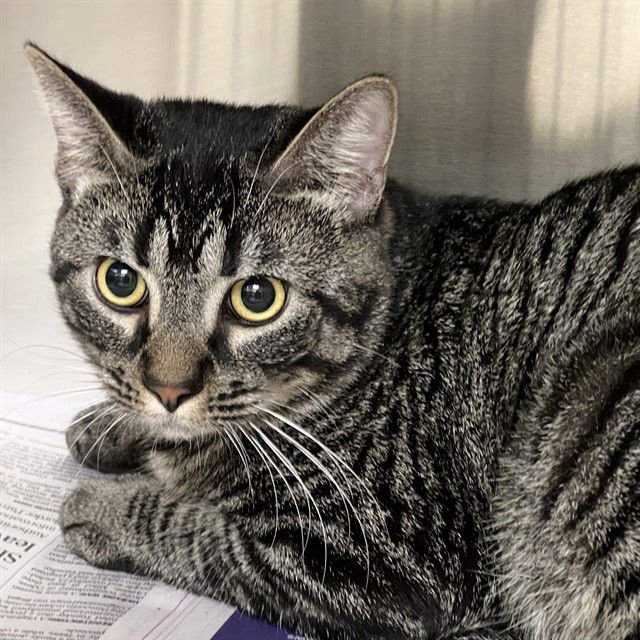 ORBISON - Domestic Short Hair available for adoption