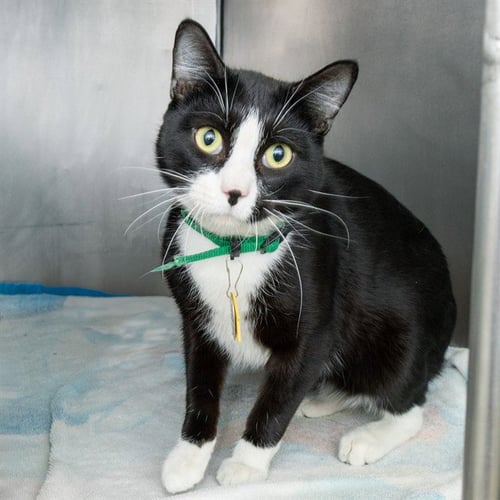 PUCK - Domestic Short Hair available for adoption