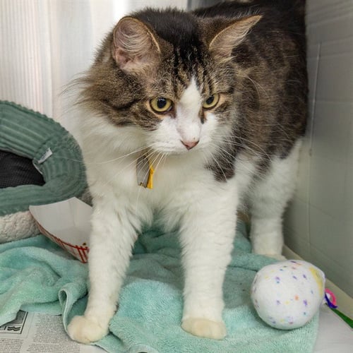 ANGEL - Domestic Long Hair available for adoption