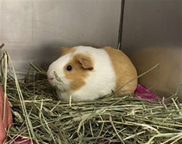 PETUNIA - Guinea Pig available for adoption