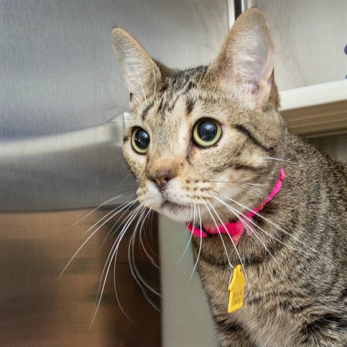 BITTY - Domestic Short Hair available for adoption
