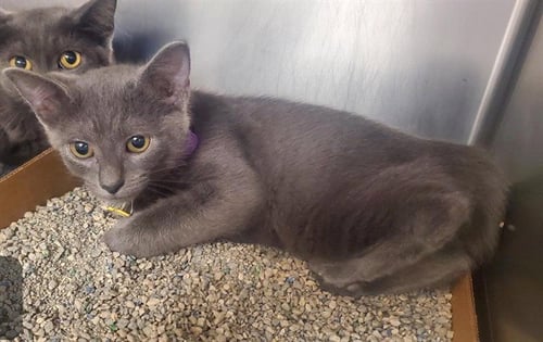ALANI - Domestic Short Hair available for adoption