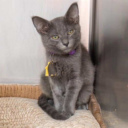 ALANI - Domestic Short Hair available for adoption