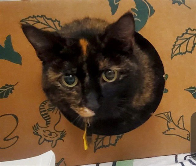 SUNFLOWER - Domestic Short Hair available for adoption