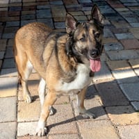 SANDY - Photo 1