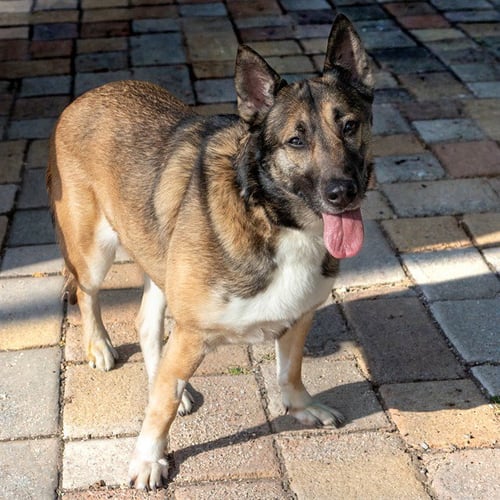 SANDY - Belgian Shepherd Malinois / Siberian Husky available for adoption