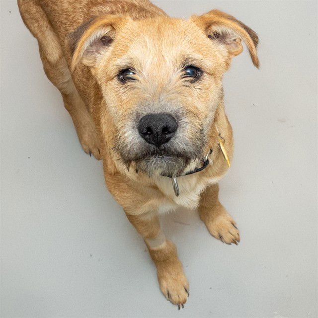 BEATLES - Irish Terrier available for adoption