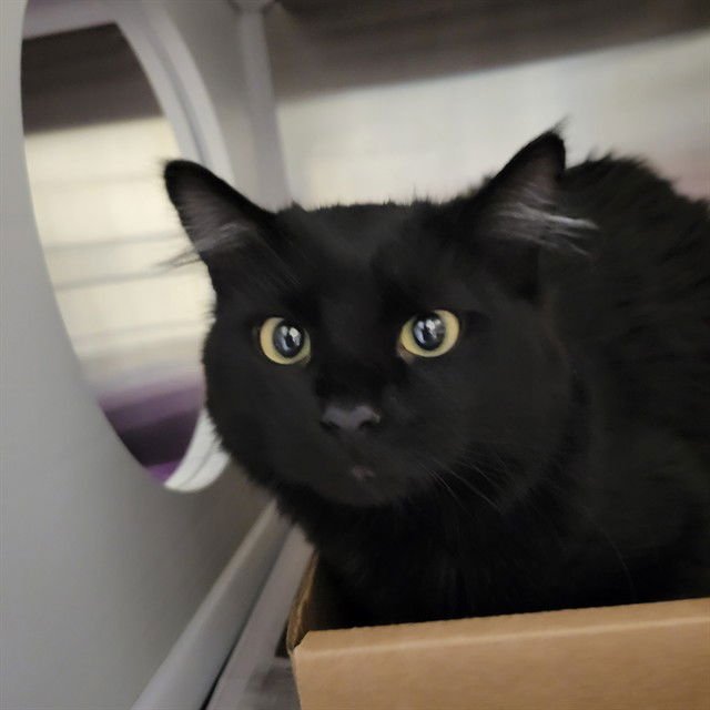 MEME - Domestic Long Hair available for adoption