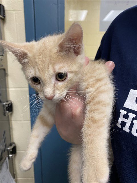 BABY BEAR - Domestic Short Hair available for adoption