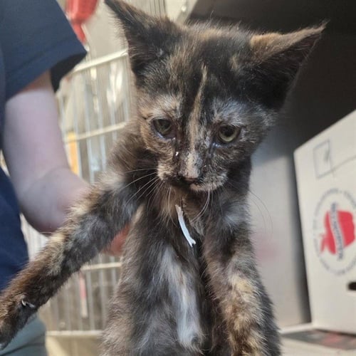 MOTH - Domestic Short Hair available for adoption