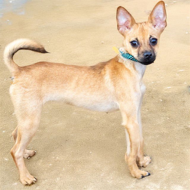 NIMOY - Chihuahua available for adoption