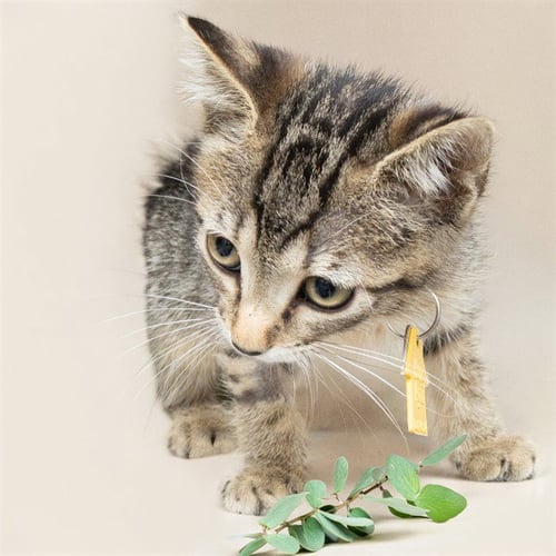 BMO - Domestic Short Hair available for adoption