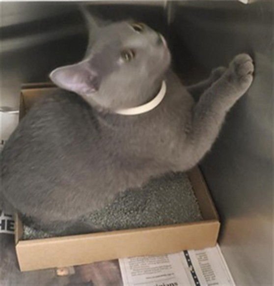 MOJO - Domestic Short Hair available for adoption