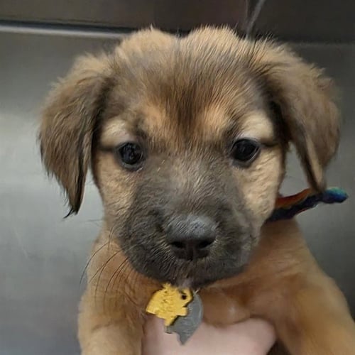 CALF - Plott Hound available for adoption