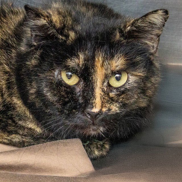 SABRINA - Domestic Short Hair available for adoption