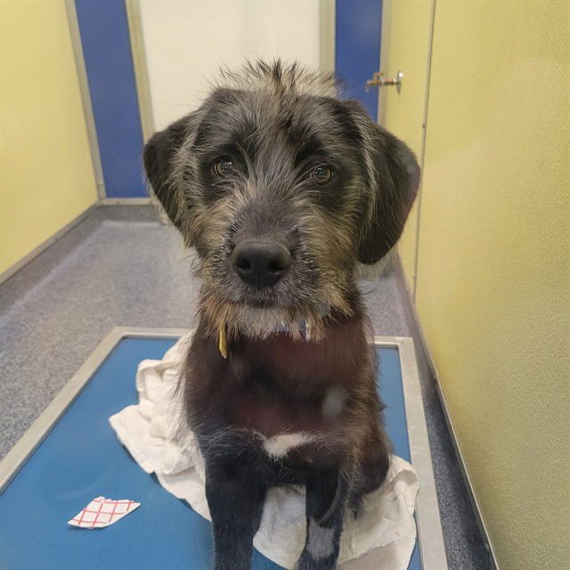 RAVEN - German Wirehaired Pointer available for adoption