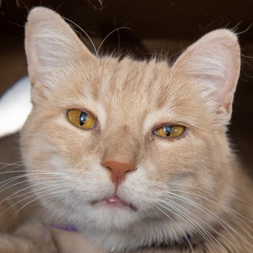 SAMMY - Domestic Short Hair for adoption in St. Louis