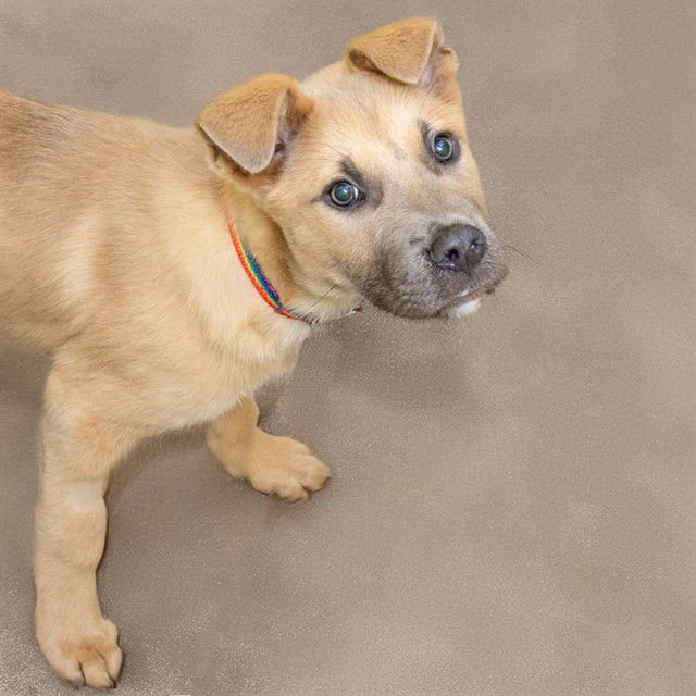 TIK - German Shepherd Dog available for adoption