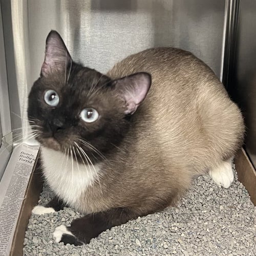 MATCHSTICK - Snowshoe available for adoption