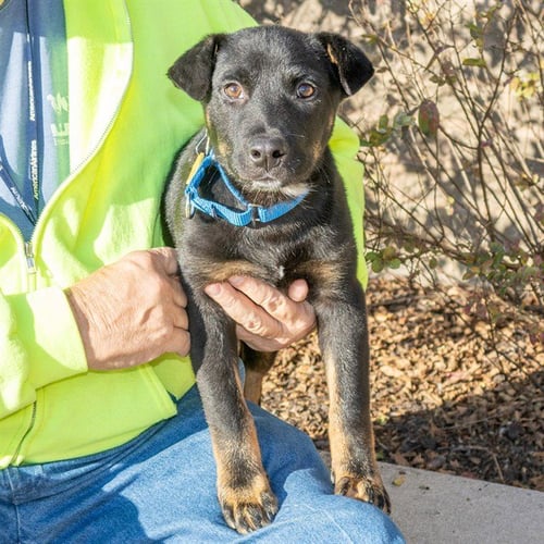 BARREL - Doberman Pinscher available for adoption