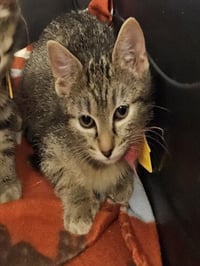 PINKIE PIE - Photo 1